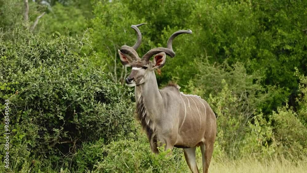 Kudu antelopes (Tragelaphus strepsiceros) feeding in natural habitat, Mountain Zebra National Park, South Africa. Kudu closeup portrait. Safari in national park. Amazing rare shot of african animals Kudu antelopes (Tragelaphus strepsiceros) feeding in natural habitat, Mountain Zebra National Park, South Africa. Kudu closeup portrait. Safari in national park. Amazing rare shot of african animals