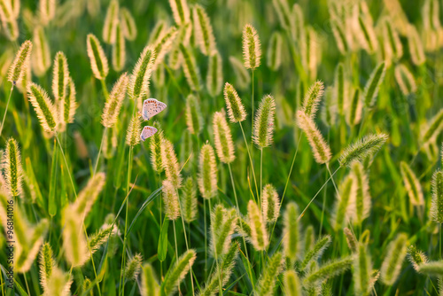 Photo of a cute butterfly in a wonderful habitat. Colorful nature background.