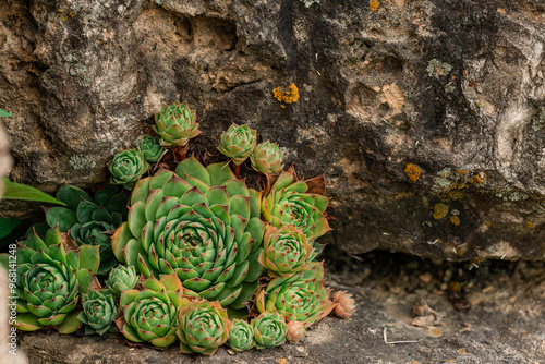 Succulents growing in a rocky crevice.