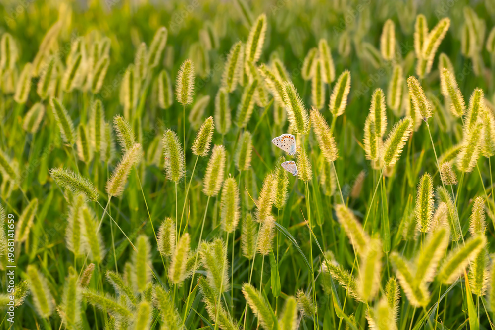 Photo of a cute butterfly in a wonderful habitat. Colorful nature background. Photo of a cute butterfly in a wonderful habitat. Colorful nature background.