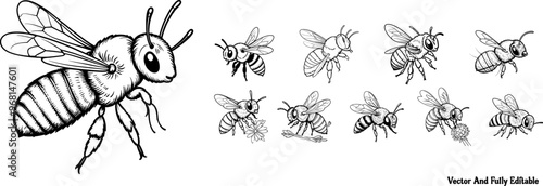 Wool Carder Bee hand-drawn coloring page and outline vector design