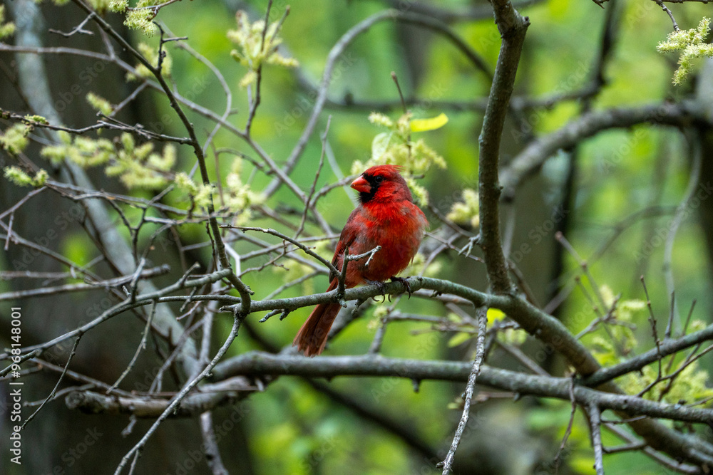 Red male cardinal sitting in a tree during spring Red male cardinal sitting in a tree during spring
