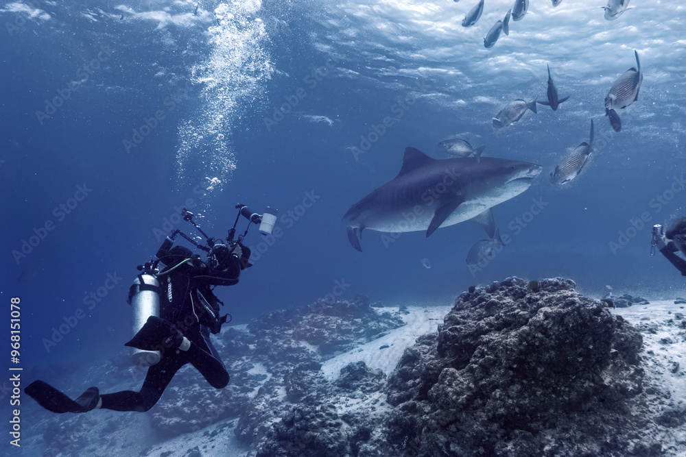 Fototapeta premium Underwater view of a Scuba driver surrounded by sharks and school of fish in the ocean. The great white shark (Carcharodon carcharias) swimming among other fishes.