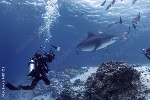 Underwater view of a Scuba driver surrounded by sharks and school of fish in the ocean. The great white shark (Carcharodon carcharias) swimming among other fishes.