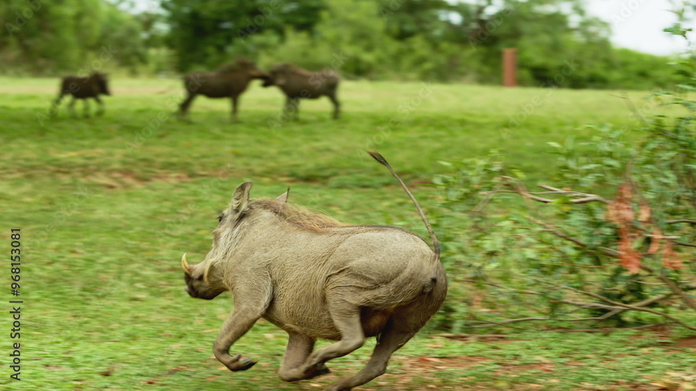 Fototapeta premium Warthog run from danger in Nakuru in Kenya, Africa. Wild boars or hogs walking in savannah searching for food. Africa Animals on Wildlife Safari Nature Shot in Savannah Plains and Long Tall Grass.