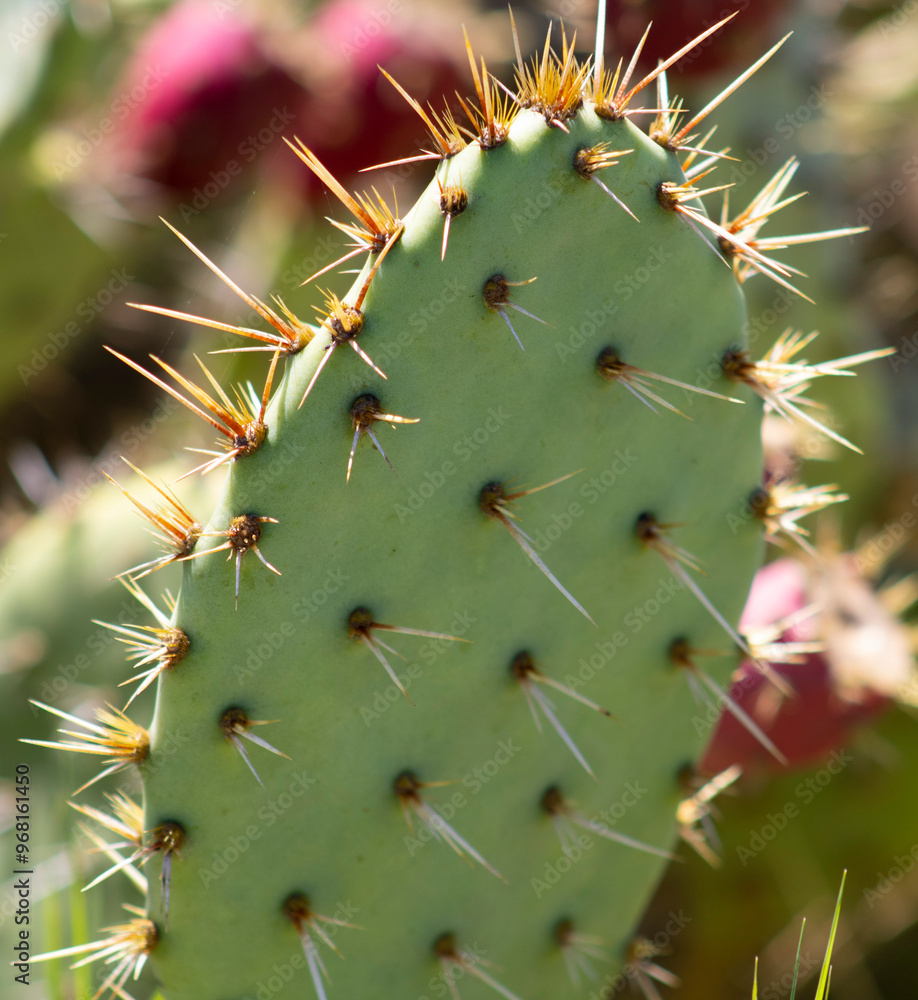 spiky green desert cactus with bloom spiky green desert cactus with bloom