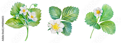  Watercolor hand painted illustration of strawberry leaves with flowers, green leaves with white flower, blooming strawberries, watercolor pencils