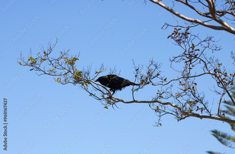black raven perched on tree branch black raven perched on tree branch