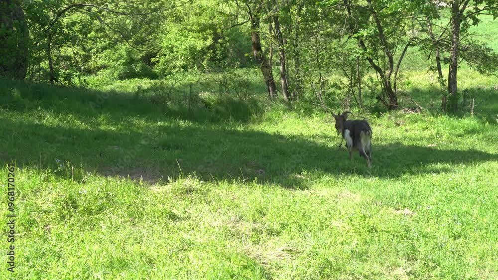 Goat grazes at the meadow
Goat grazes at the meadow
