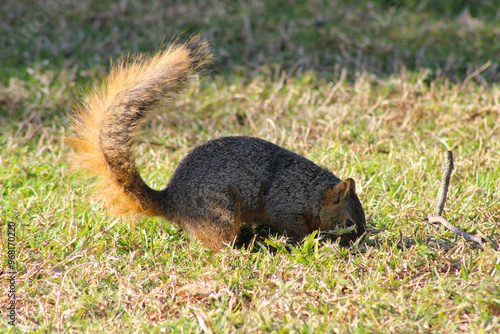 squirrel digging for stored nuts underground