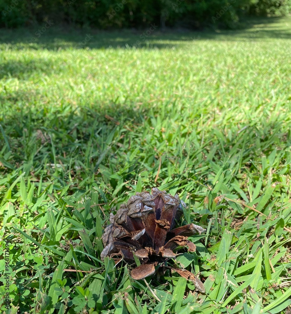 grass on the ground