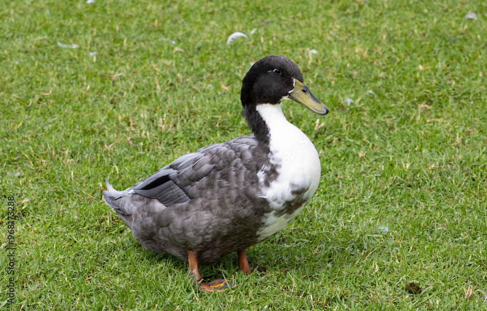 male duck with black, white, and brown feathers standing in grassy meadow male duck with black, white, and brown feathers standing in grassy meadow