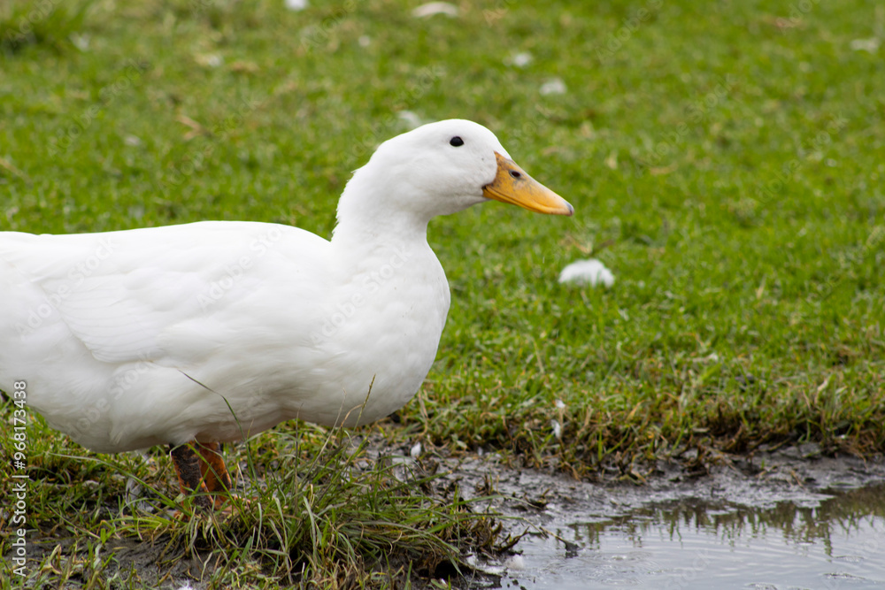 white duck with yellow beak drinking water from muddy puddle white duck with yellow beak drinking water from muddy puddle