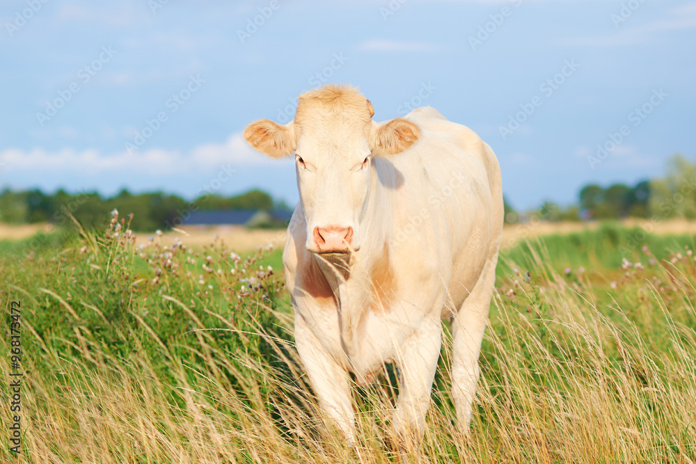 White Charolais cow in green farm field in Europe White Charolais cow in green farm field in Europe