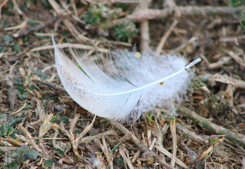white feather resting on ground