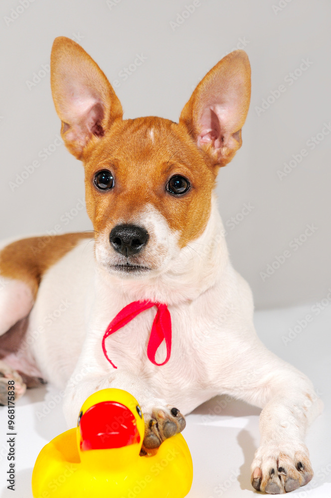 A dog with a red ribbon A dog with a red ribbon