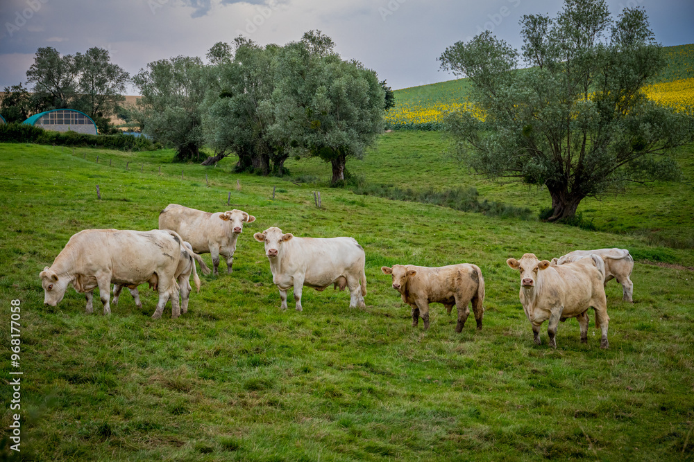 Vaches dans la campagne Française en Bourgogne-Franche-Comté Vaches dans la campagne Française en Bourgogne-Franche-Comté