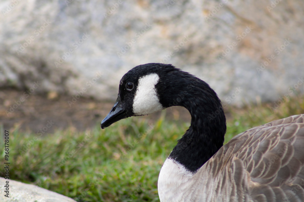 goose with black and white detailing near water goose with black and white detailing near water