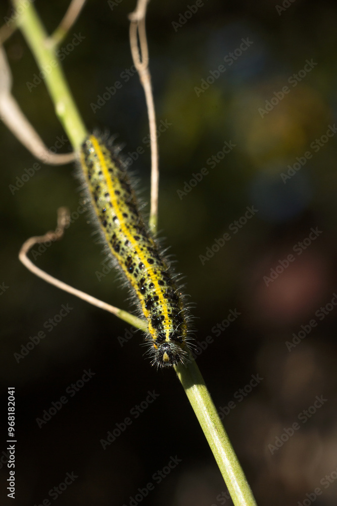 Green and yellow hairy spotted caterpillar (Pieris cheiranthi) on branch of arugula. The caterpillar of a pest butterfly is a glutton of vegetables Green and yellow hairy spotted caterpillar (Pieris cheiranthi) on branch of arugula. The caterpillar of a pest butterfly is a glutton of vegetables