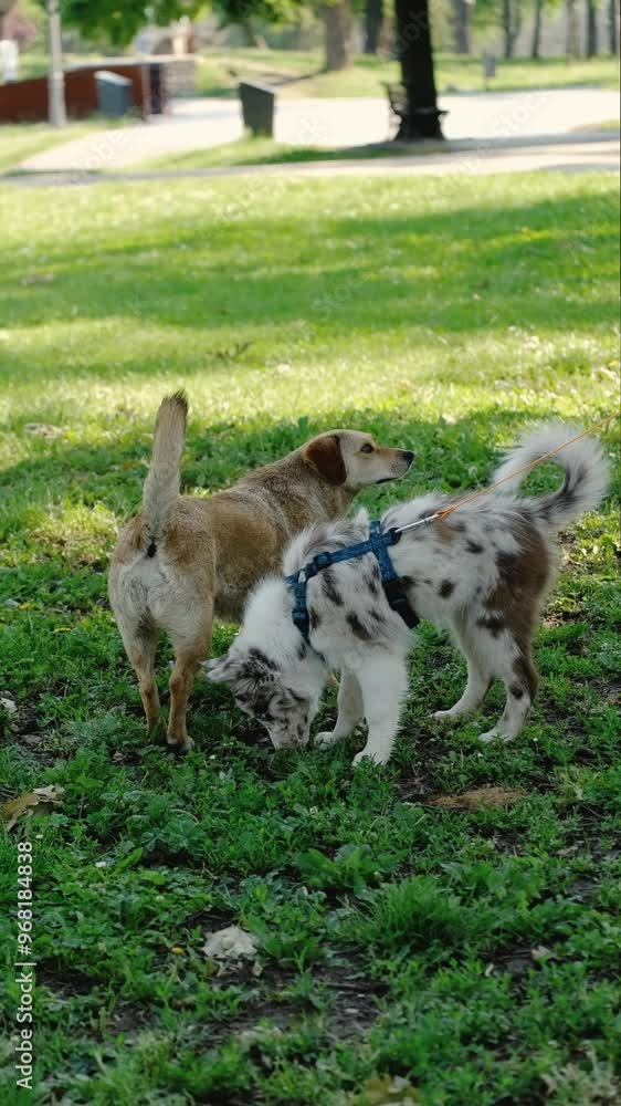 Two dogs in a summer park walking on the green grass. A red-haired ...