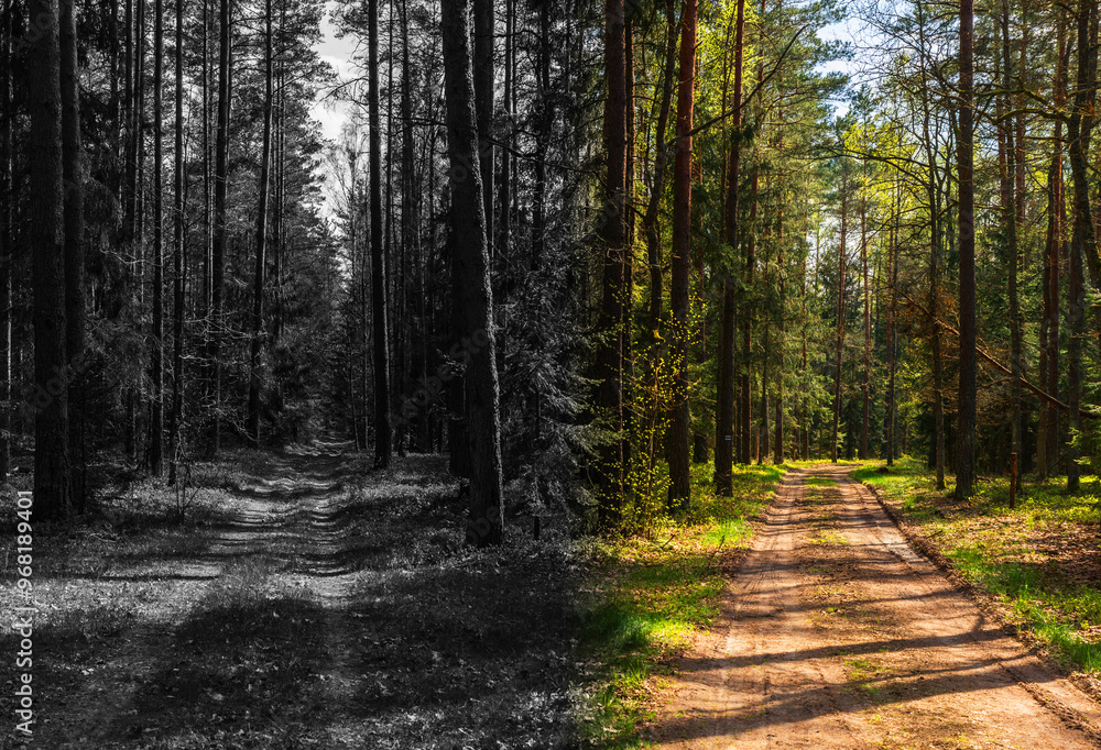 Fototapeta premium Forest paths scene symbolizing good or bad decsion. Forest path splits in two directions, left and right, choose your way. 