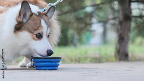 Pembroke Welsh Corgi puppy drinks water from a portable collapsible blue bowl. Walking with a dog in a city park. Red and white corgi