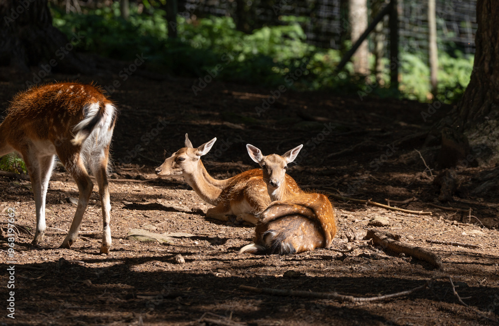 Obraz premium Gamos varios sentados en un bosque con iluminacion
