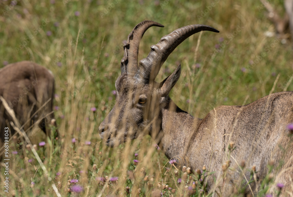 Ibex alpino con cuernos en un prado verde Ibex alpino con cuernos en un prado verde