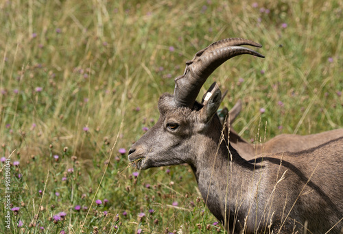 Ibex alpino con cuernos en un prado verde