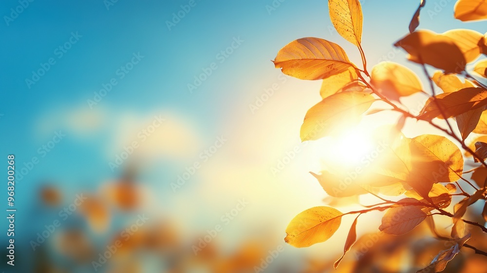 Golden Leaves Silhouetted Against a Blue Sky with Sun Golden Leaves Silhouetted Against a Blue Sky with Sun