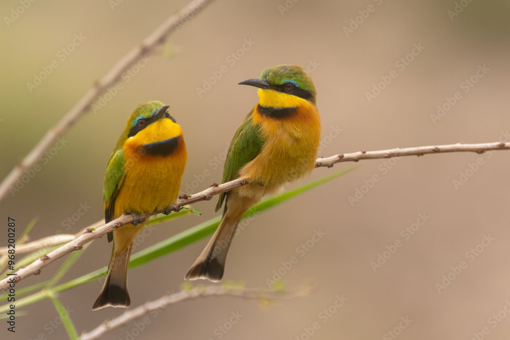 Bienenfresser in Afrika Bienenfresser in Afrika