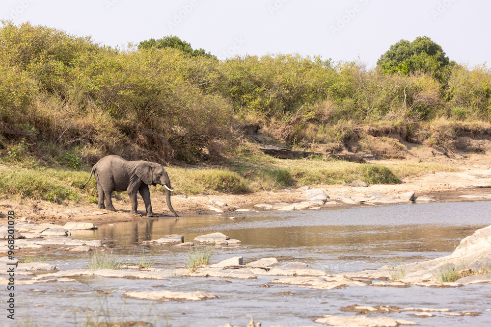 Obraz premium Elefant trinkt am Fluss