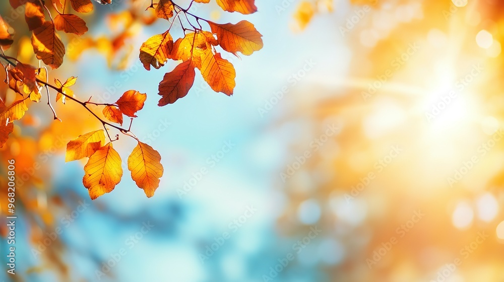 Autumn Leaves with Sunlit Blurred Background Autumn Leaves with Sunlit Blurred Background
