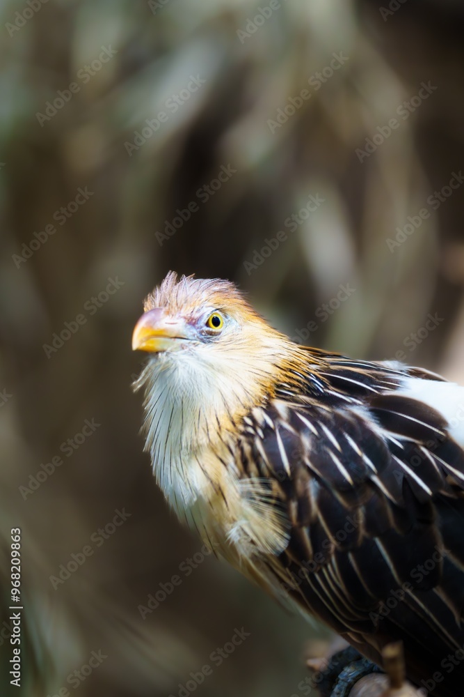 The Hoatzin is a unique bird found in the Amazon rainforest. It is known for its distinctive appearance, with a long neck and crest, and its unusual diet of leaves and fruit. The Hoatzin is a unique bird found in the Amazon rainforest. It is known for its distinctive appearance, with a long neck and crest, and its unusual diet of leaves and fruit.