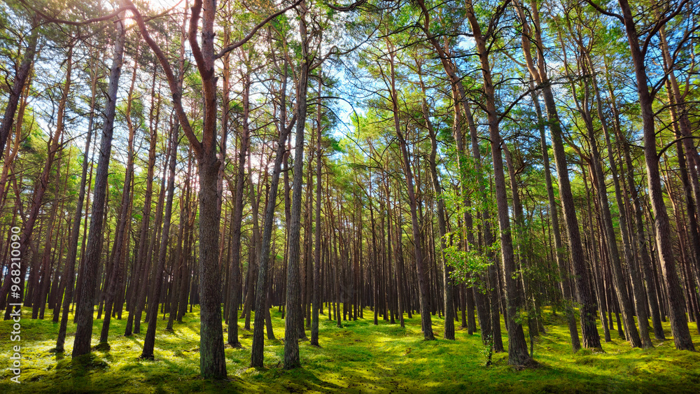 Fototapeta premium Green fresh forest in summer. Pomerania, Poland.