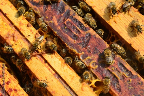 Essaim d'abeilles sur cadres de ruche en bois avec cire naturelle