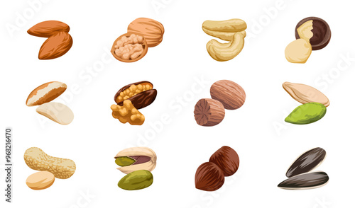 Nuts icon. Nuts icon set. Cartoon style. Realistic nut. Vector