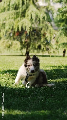 A small puppy border collie red Merle with blue eyes sits in a green clearing and itches and then runs merrily forward. The dog is itchy and allergic