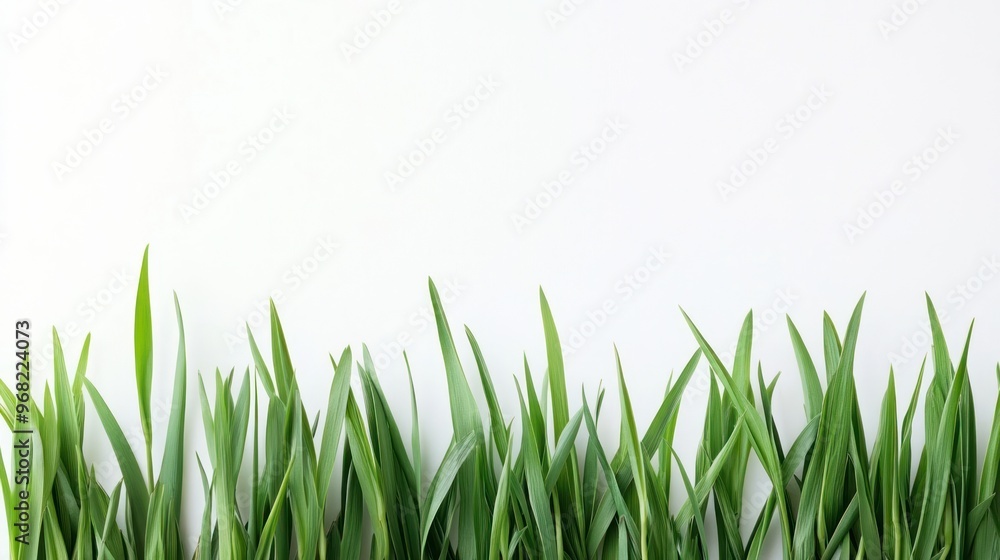 Fototapeta premium Fresh Green Grass Border on White Background