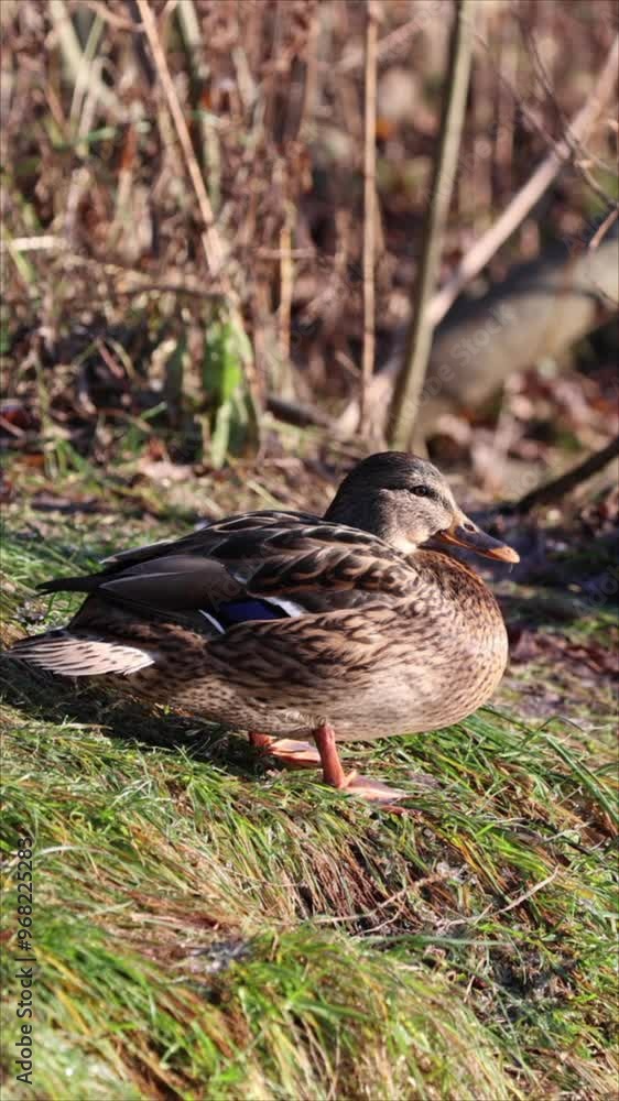 Duck Resting On Grass By Water. Vertical.
Duck Resting On Grass By Water. Vertical.