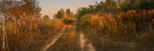 Country road through a field with tall thick grass in warm evening orange-yellow light. Beautiful widescreen summer-autumn rural landscape in 15:5 format