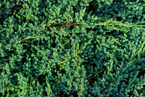 This close-up photo features the fresh green leaves and small branches of a juniper bush, an easy-care evergreen shrub popular in landscaping for its adaptability and aesthetic appeal. photo