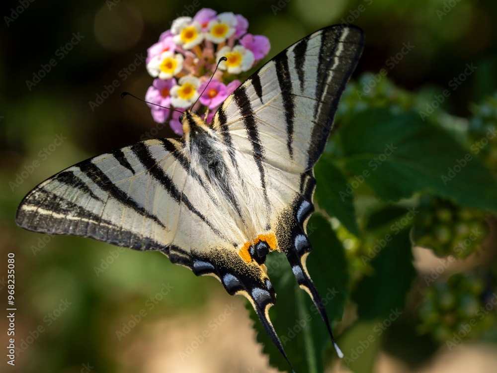 piękny motyl na kwiatach paź żeglarz