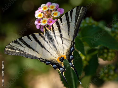 Obraz na płótnie piękny motyl na kwiatach paź żeglarz w salonie