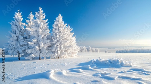 Wallpaper Mural Snow covered fluffy spruce trees in a serene white field beneath a clear blue sky winter landscape snowdrifts banner Torontodigital.ca