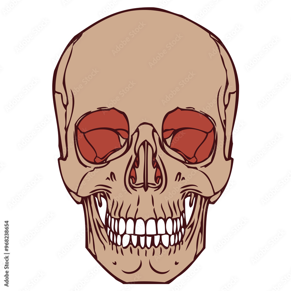 Human Skull 06 Human Skull 06