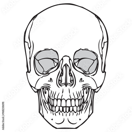 Human Skull 05 photo