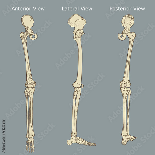Human Leg Skeleton Anatomy