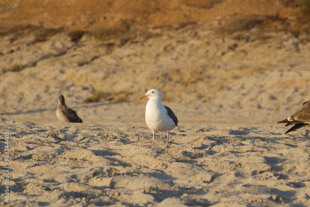 Fototapeta premium Seagull birds at the beach during sunset