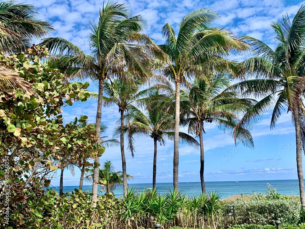 palm trees on the beach